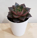2" Echeveria Purpesorum